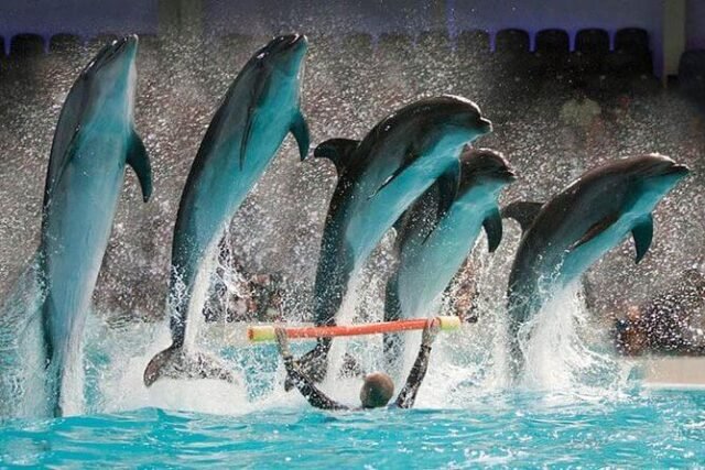 Dubai Dolphinarium